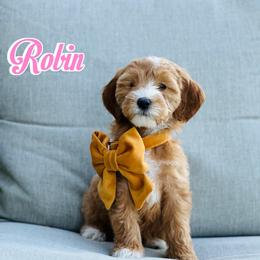Robin - Caramel red female Australian Labradoodle puppy in Diamond Bar, California from Furrytaildoodles