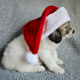 Koda - heavily badgered - White and badger male Great Pyrenees puppy in Monmouth, Maine from Flewelling Great Pyrenees