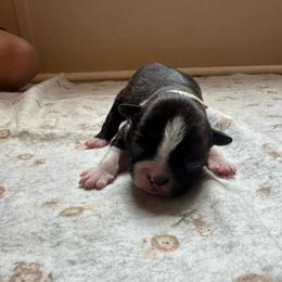 Yellow collar - Black and white female Boston Terrier puppy in Winnie, Texas from Tina Terry's Boston Terriers