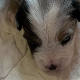 Girl 1 - Miniature Australian Shepherd puppy in Corydon, Indiana from Arbuckle’s Lookin Good Aussies (LGA)