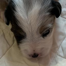 Girl 1 - Miniature Australian Shepherd puppy in Corydon, Indiana from Arbuckle’s Lookin Good Aussies (LGA)