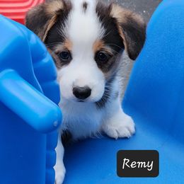 American Corgi Puppies from Wigglebutts American Corgis