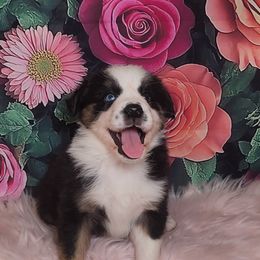 Australian Shepherd Puppies from Whimsical Aussies