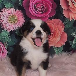 Australian Shepherd Puppies from Whimsical Aussies