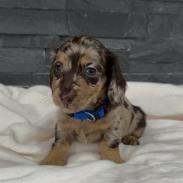 Gus - Dapple male Dachshund puppy in Goodyear, Arizona from AZ Royal Doxies llc