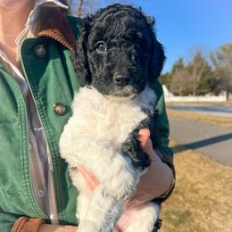 Olive - Parti female Goldendoodle puppy in Lancaster, Pennsylvania from Doodles in the Skye