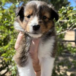 Clover - Sable and white female Shetland Sheepdog puppy in Oakley, California from SquiresShelties