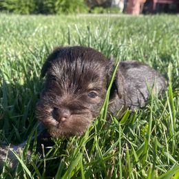 Miniature Schnauzer Puppies from Debbie Melton