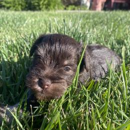 Miniature Schnauzer Puppies from Debbie Melton