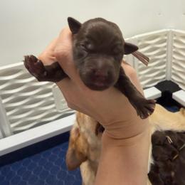 Lychee - Chocolate female Labrador Retriever puppy in Elloree, South Carolina from Moonlight Kennels LLC