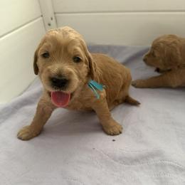 TULA - Red  female Goldendoodle puppy in Porter Ranch, California from Jasperdoodle.com
