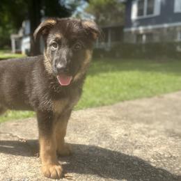 German Shepherd Puppies from TDShepherds