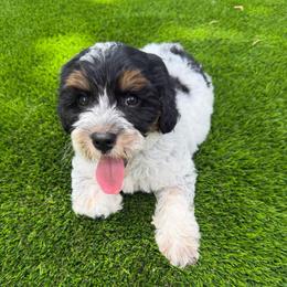 Doc Hudson - Black male Australian Labradoodle puppy in Denton, Texas from Liberty Hill Labradoodles