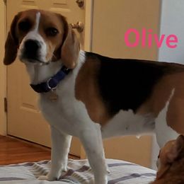 Beagles, Maltese, and Poodles from Happier with Dogs