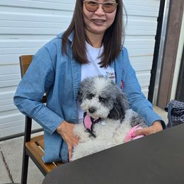 Bernedoodle and Cockapoo Puppies from Doodles of Joy