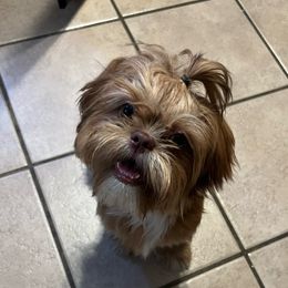 Ruby - Shih Tzu