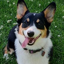 Pembroke Welsh Corgis from VENGREY Corgis