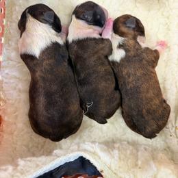 Female 1 - Brindle and white female Boston Terrier puppy in Shell Knob, Missouri from Stoneridge Kennel