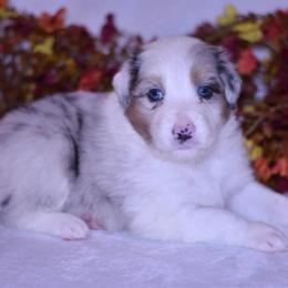 Forrest - Blue merle male Australian Shepherd puppy in Easton, Missouri from MMA Kennel