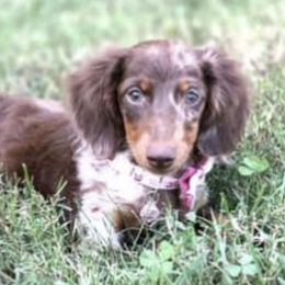 Dachshunds from Bootheel Gems