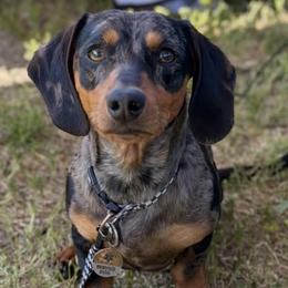 Dachshunds from Wild West Weens