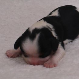 Jagger - Tri-color male Cavalier King Charles Spaniel puppy in Leonard, Texas from Rising Star Kennels