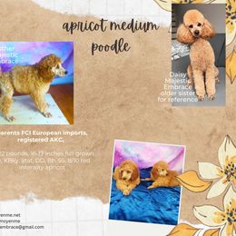 Poodle Puppies from Majestic Embrace