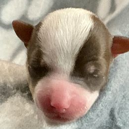 Noki - Black and white male Companion Cross puppy in Mankato, Minnesota from Niko Terriers