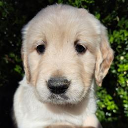 Boy 2 - Light golden male Golden Retriever puppy in Loomis, California from Davids Golden Retrievers