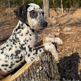 Dalmatian Puppies from Missouri Dalmatians