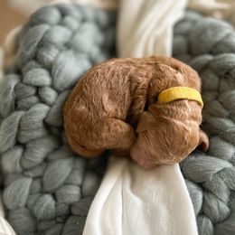 Poodle Puppies from Miller Creek Standard Poodles