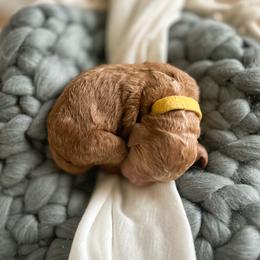 Poodle Puppies from Miller Creek Standard Poodles