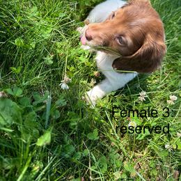 Dachshund Puppies from Sunshine’s Dachshunds