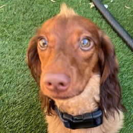 Hawkeye - Dachshund
