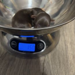 Girl 3 - Chocolate and tan female Yorkshire Terrier puppy in Knoxville, Tennessee from Little Yorkie Company