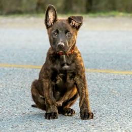 Dutch Shepherd Puppies from Oak Creek K9