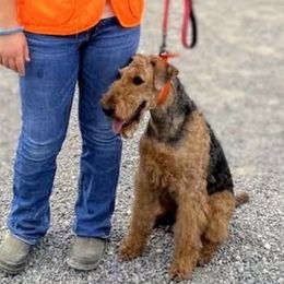 Lilac - Airedale Terrier