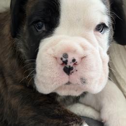 Fredie Big Brother From Tripillya - Brindle male Boxer puppy in Lebanon, Ohio from Kennel From Tripillya
