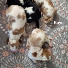 Hero - Black brown and white male Basset Hound puppy in Mack's Creek, Missouri from Mack's Creek Basset Hounds