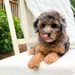 Miss Americana - Merle female Goldendoodle puppy in Springfield, Ohio from D&D Doodles