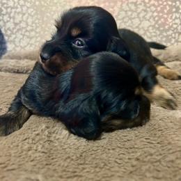 Boy 2 - Black and tan male Dachshund puppy in Buchanan, Georgia from Kiser Creek Dachshunds