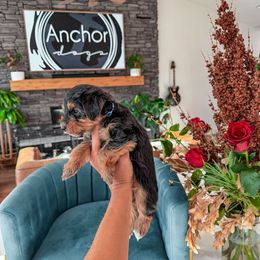 B L U E- teddy bear - Tri-color male Yorkipoo puppy in Pleasant View, Utah from Anchor Dogs