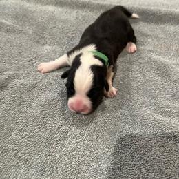 Green - Black and white female Cardigan Welsh Corgi puppy in Divide, Colorado from Aspen Peak Corgis