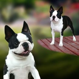 Boston Terrier All Grown Up from Zuran Show Dogs