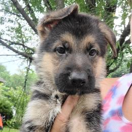 Brown - Black and red male German Shepherd puppy in Coatesville, Pennsylvania from Jessica's German Shepherds