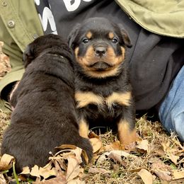 Boy 3 - Black and mahogany male Rottweiler puppy in Bowling Green, Kentucky from Vom Bruderhof Rottweilers