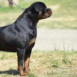 Rottweilers from Vom Haus Flores