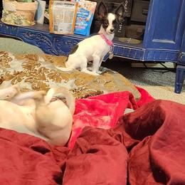 AMELIA Tcup Chi - Black and white Chihuahua puppy in Lake City, Florida from Sweet Chis