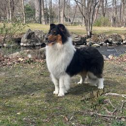 Butters - Black white and tan male Collie puppy in New Windsor, New York from Eye Spy