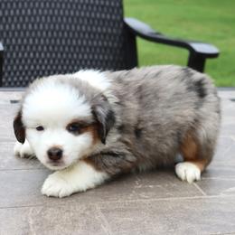 Bunny's Blue-Eyed Blue Merle Male - Blue merle male Toy Australian Shepherd puppy in Leighton, Alabama from Isbell Land & Livestock, LLC